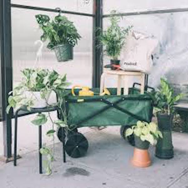 Behold: The 12 Best Indoor Hanging Plants To Breathe New Life Into Your Space