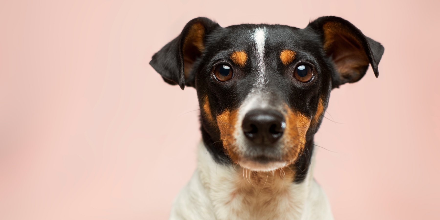 Why Do Some Sounds Excite Dogs?